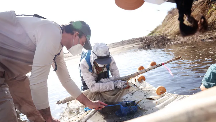 Lila Seidman reports on the tricky process of removing rare steelhead trout from the Palisades Fire burn area.